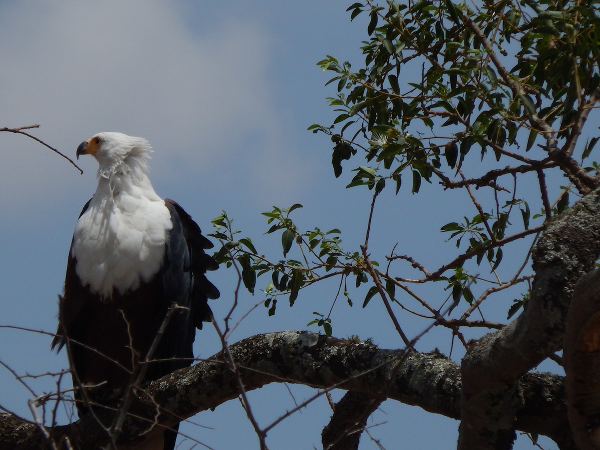 African Fish-Eagle - ML217168271