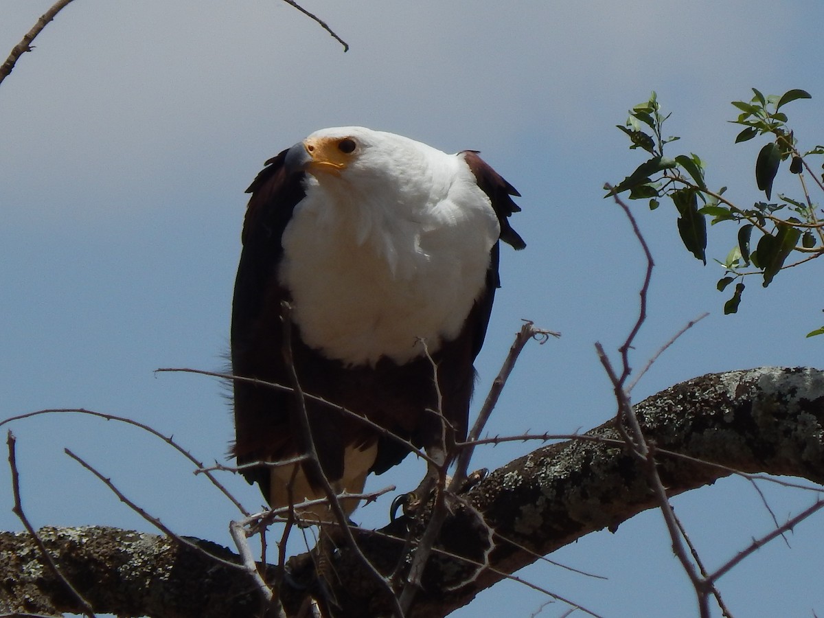 African Fish-Eagle - ML217168281