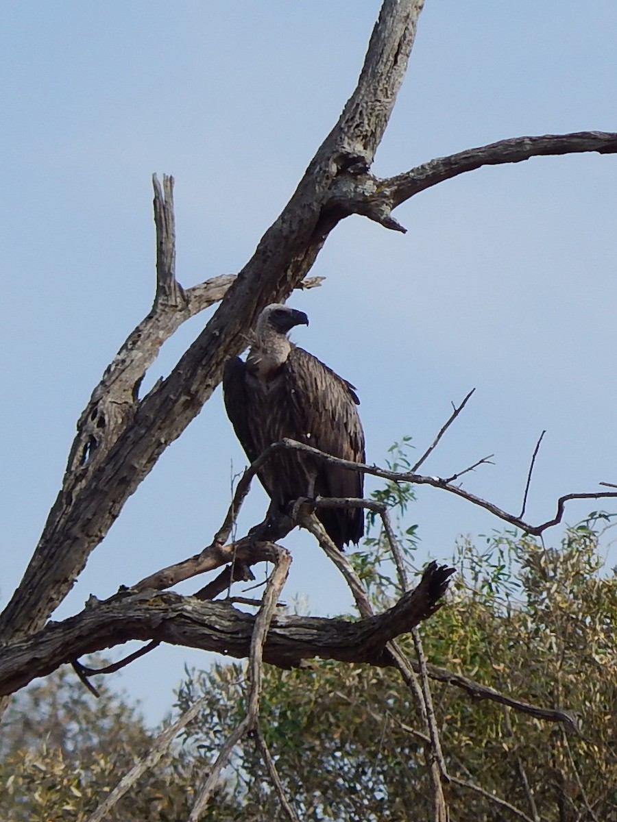 White-backed Vulture - Jan de Groot