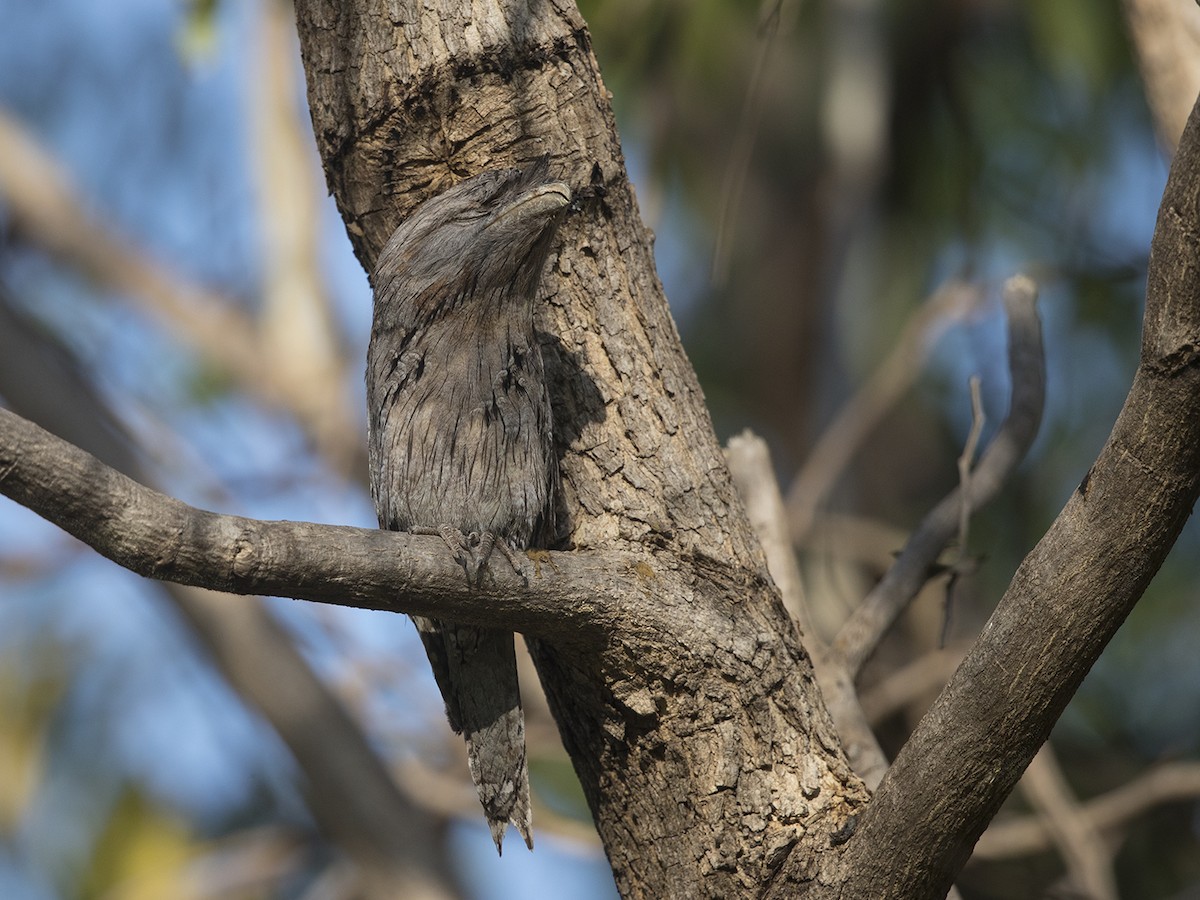Tawny Frogmouth - Niall D Perrins
