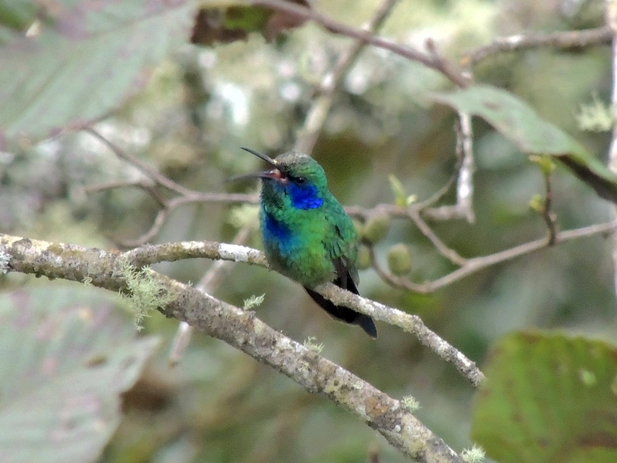 Mexican Violetear - Pablo Chumil Birding Guatemala