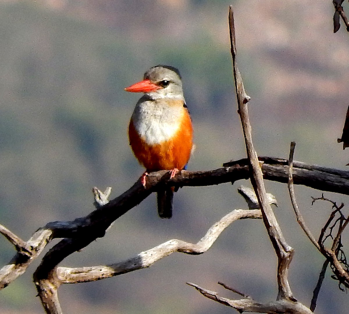 Gray-headed Kingfisher - ML217171211