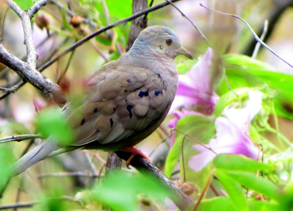 Plain-breasted Ground Dove - Elby Anderson A Silva