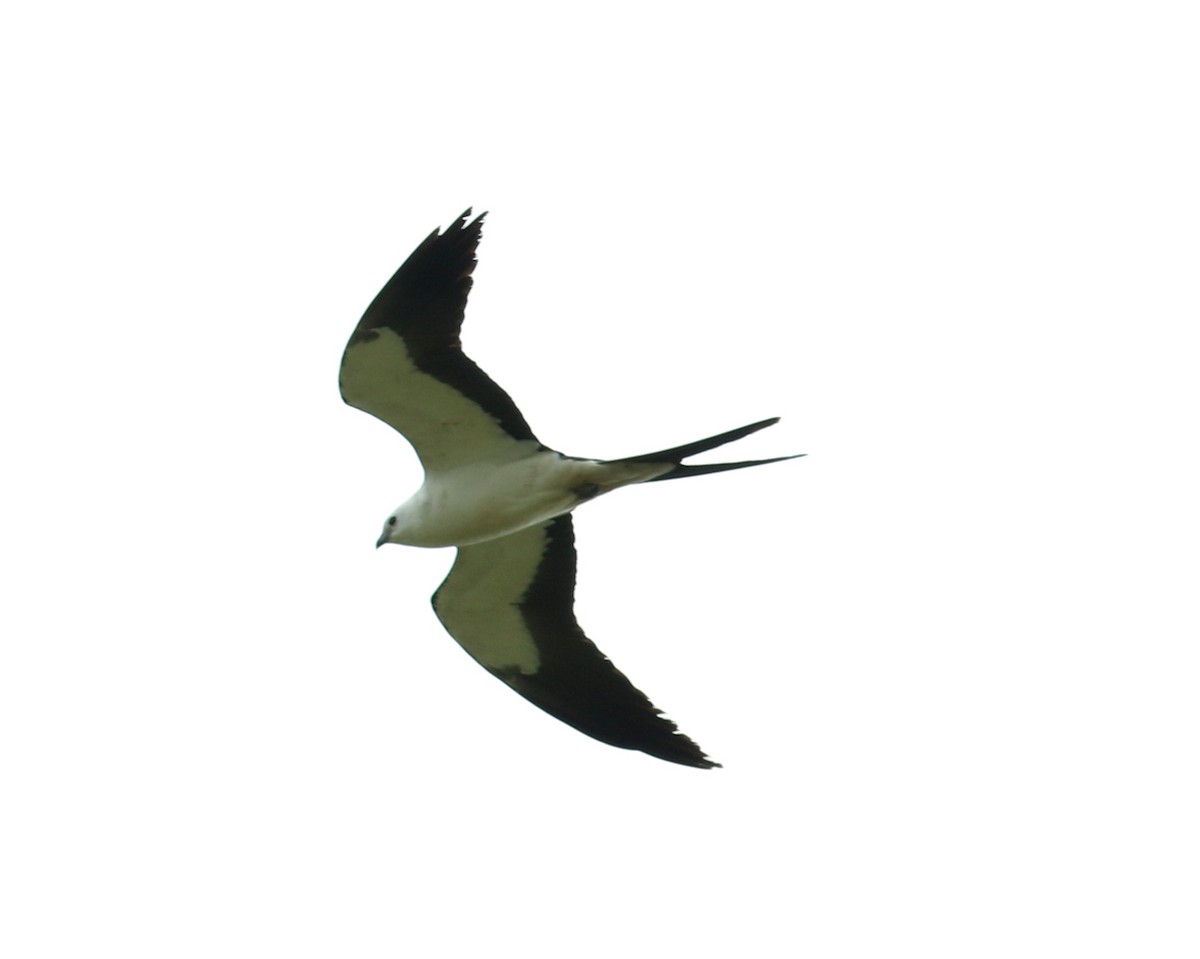 Swallow-tailed Kite - joan garvey