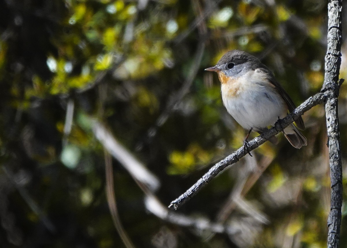 Red-breasted Flycatcher - ML217177031