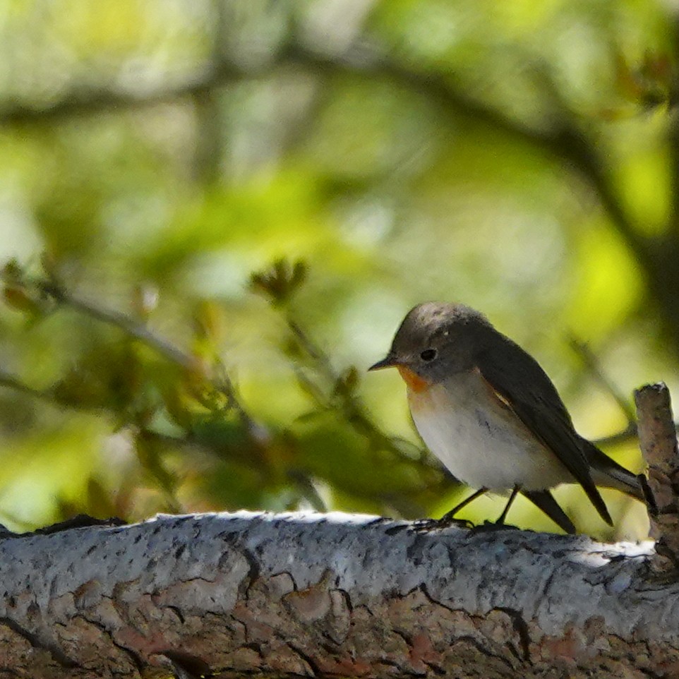 Red-breasted Flycatcher - ML217177351