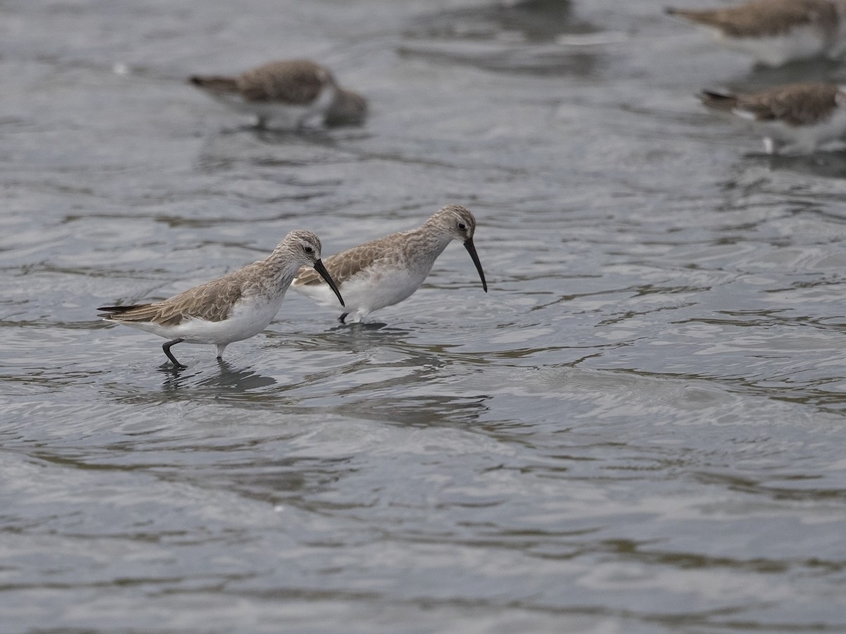 Curlew Sandpiper - Niall D Perrins