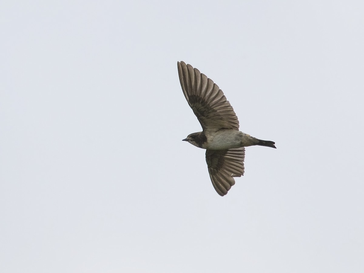 South African Swallow - ML217179971