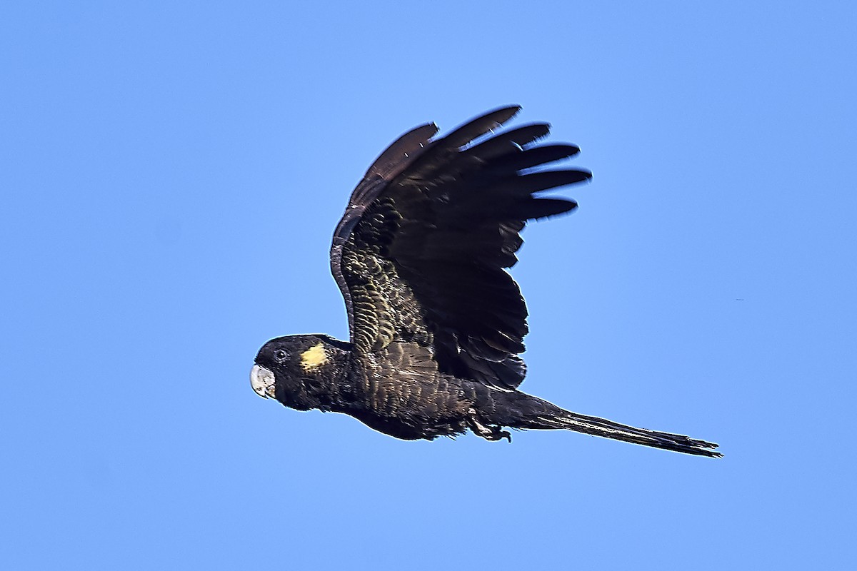 Yellow-tailed Black-Cockatoo - ML217180071