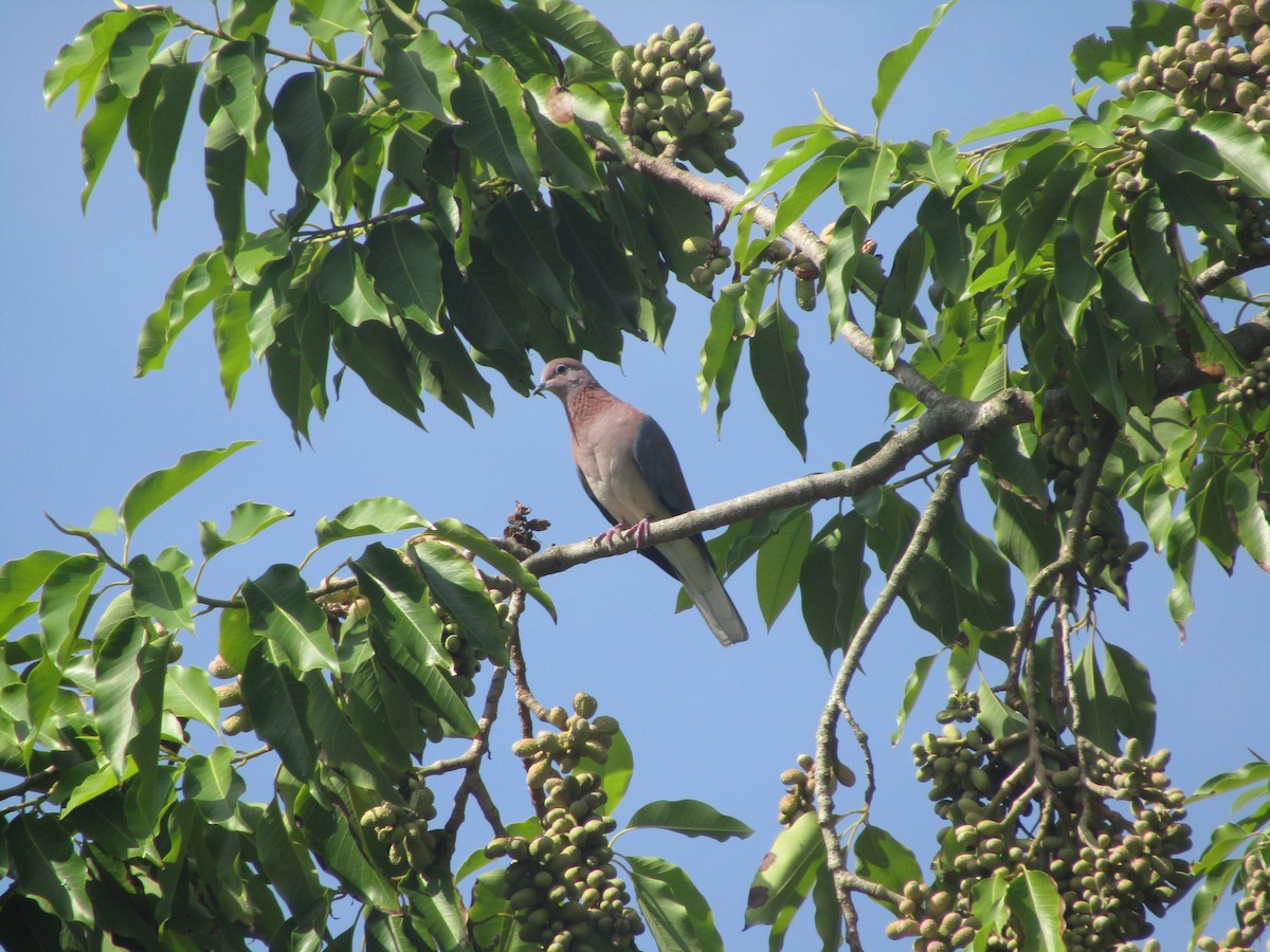 Laughing Dove - ML217187021