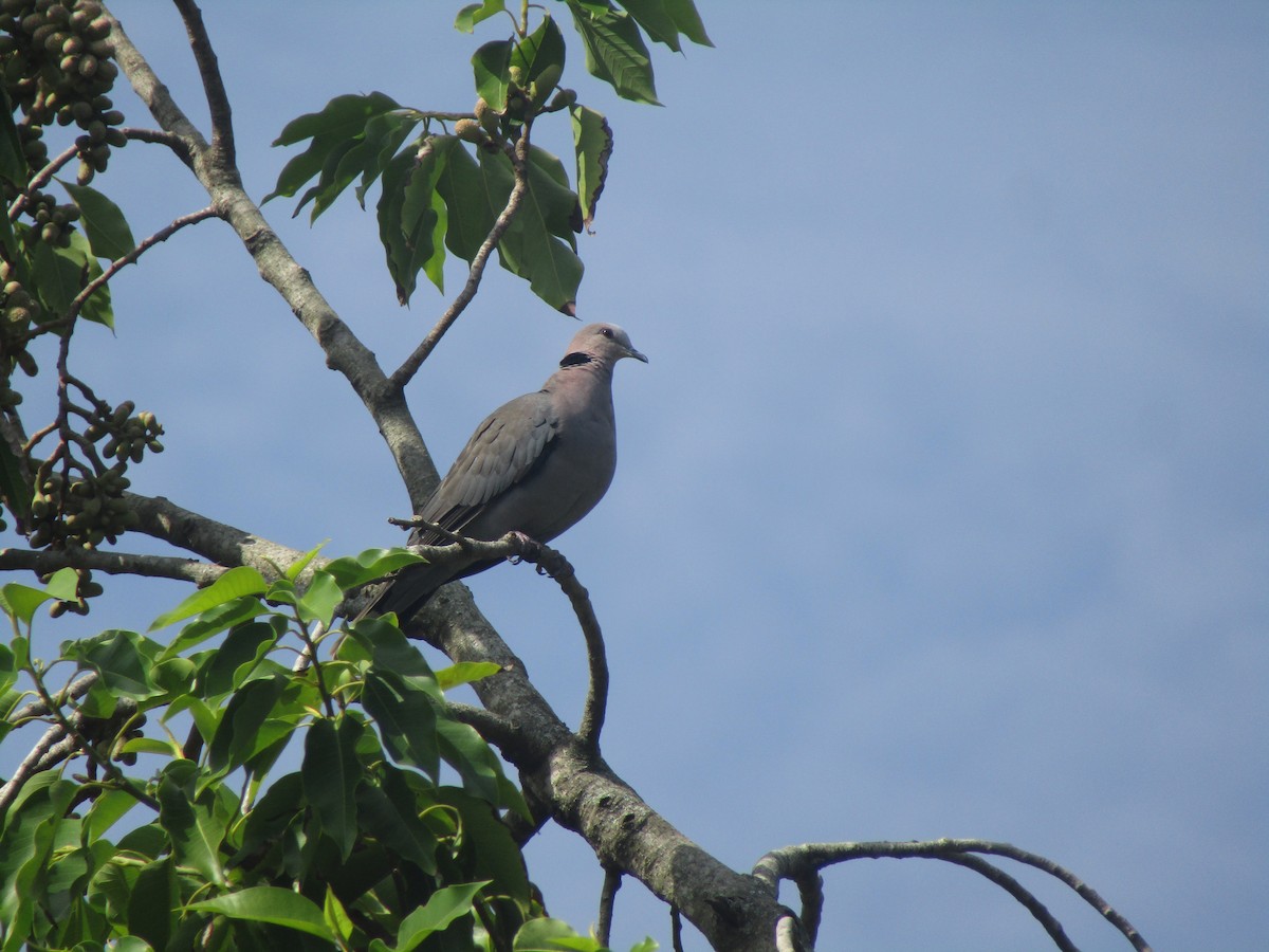 Red-eyed Dove - ML217187031