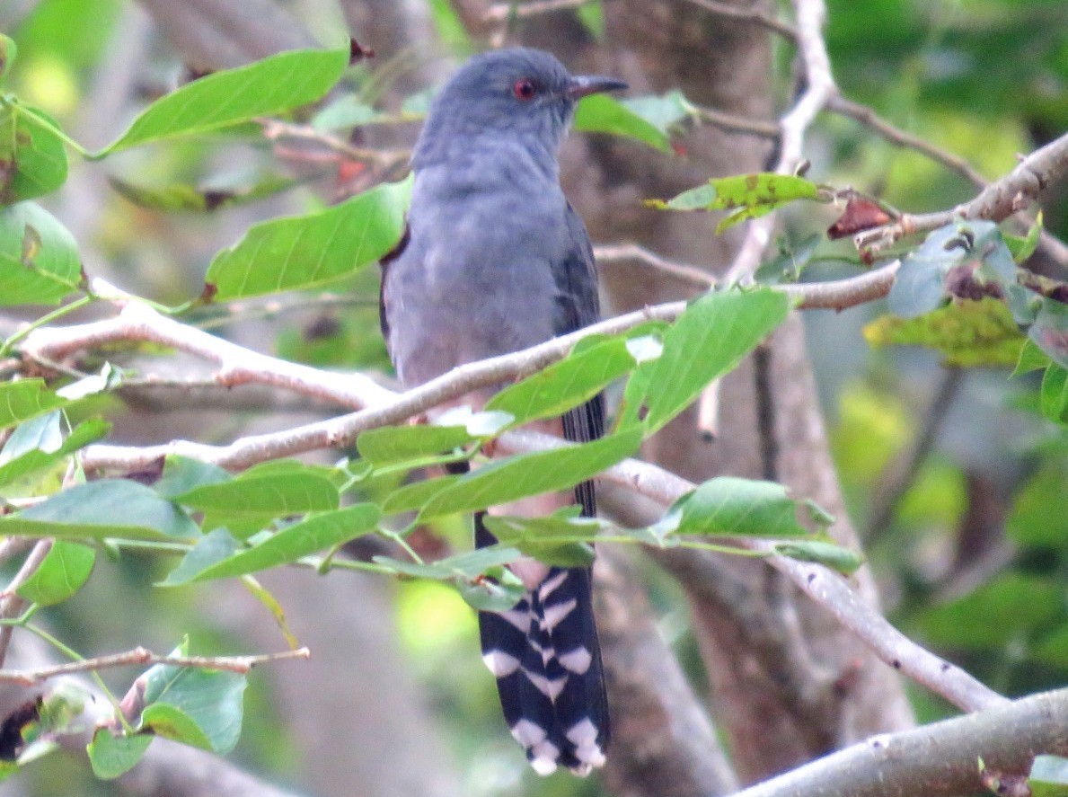 Gray-bellied Cuckoo - Sumesh PB