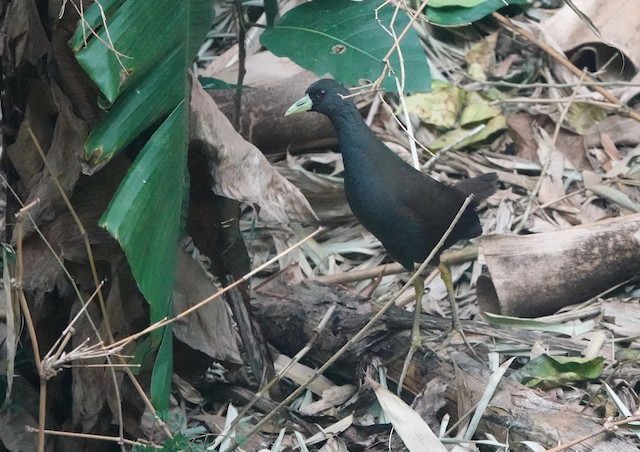 Plain Bush Hen Ebird