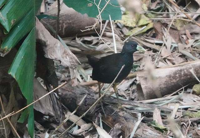 Plain Bush Hen Ebird