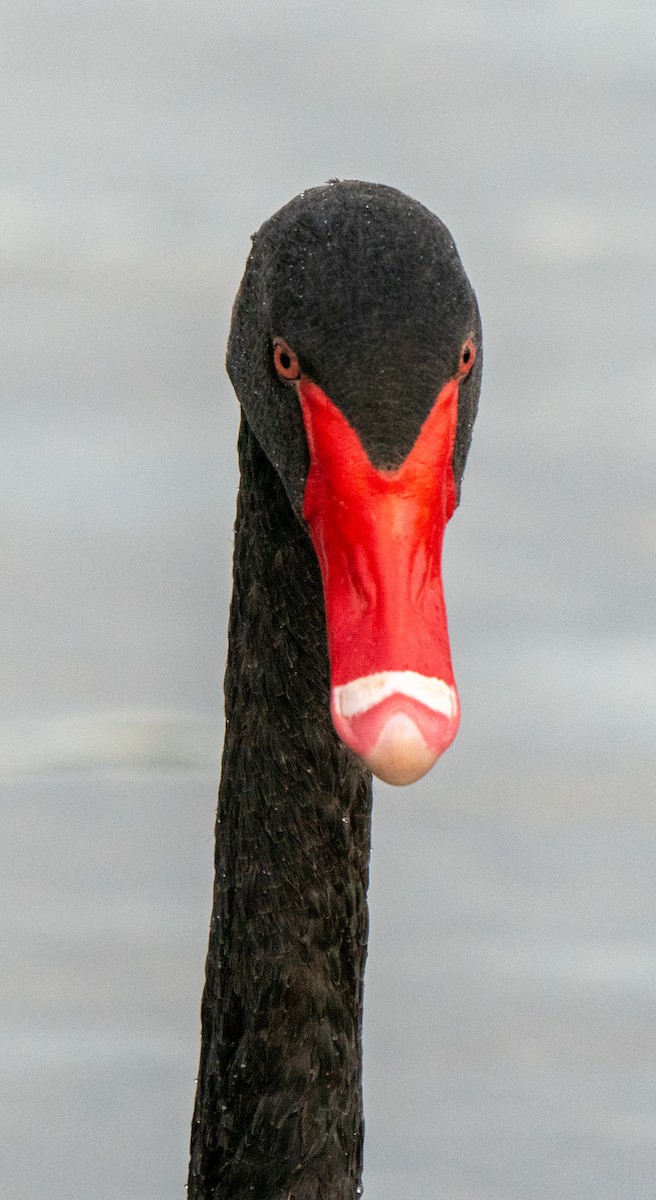 Black Swan - ML217195261
