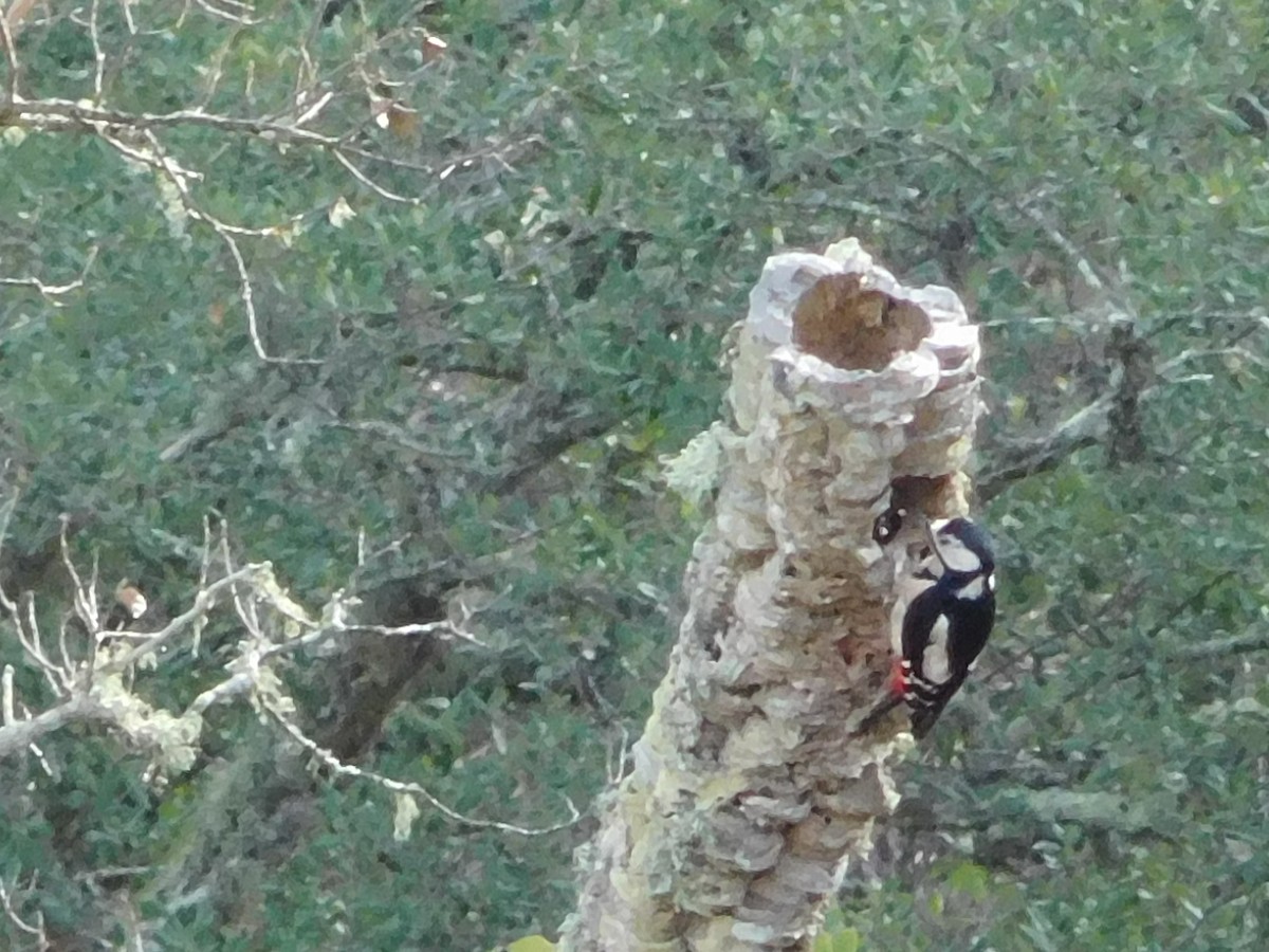 Great Spotted Woodpecker - ML21719671