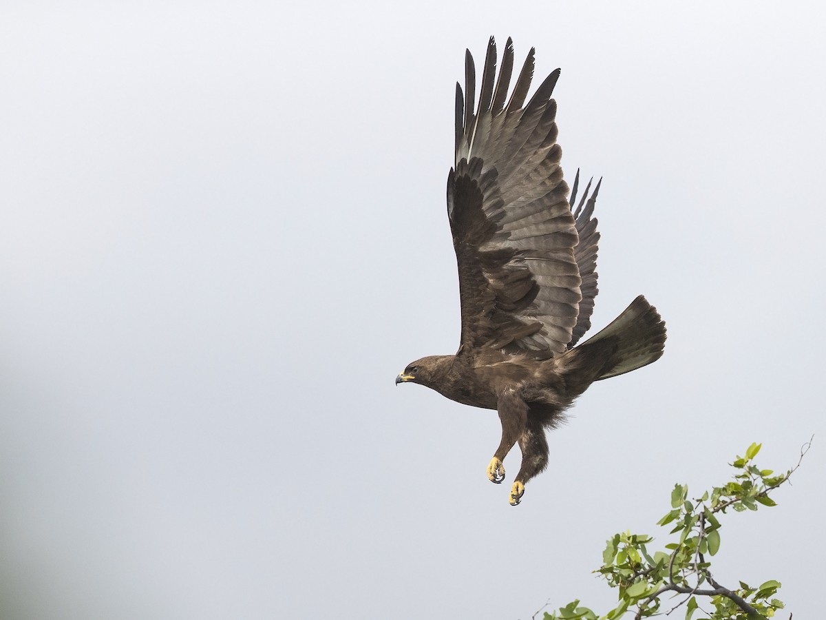 Wahlberg's Eagle - Niall D Perrins