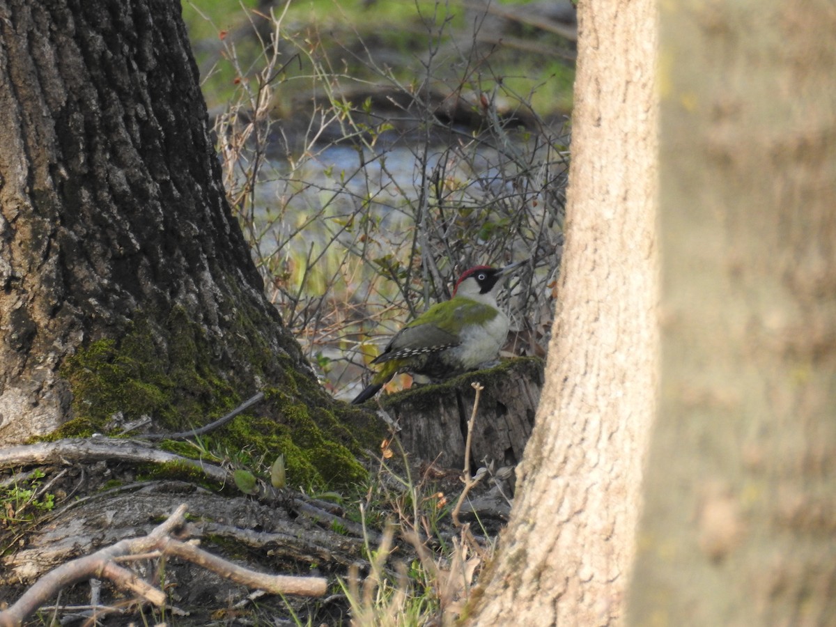 Eurasian Green Woodpecker - ML217202111
