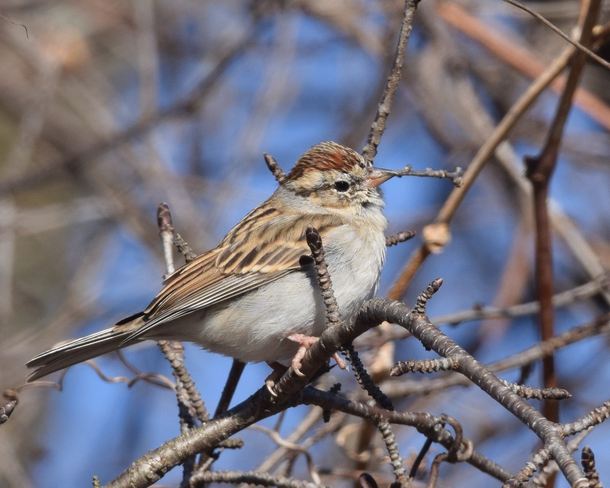 Chipping Sparrow - David Kennedy