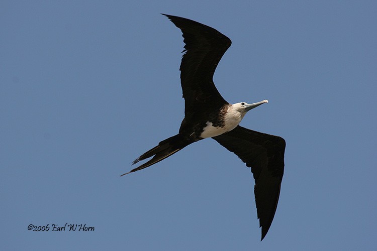 Magnificent Frigatebird - Earl Horn