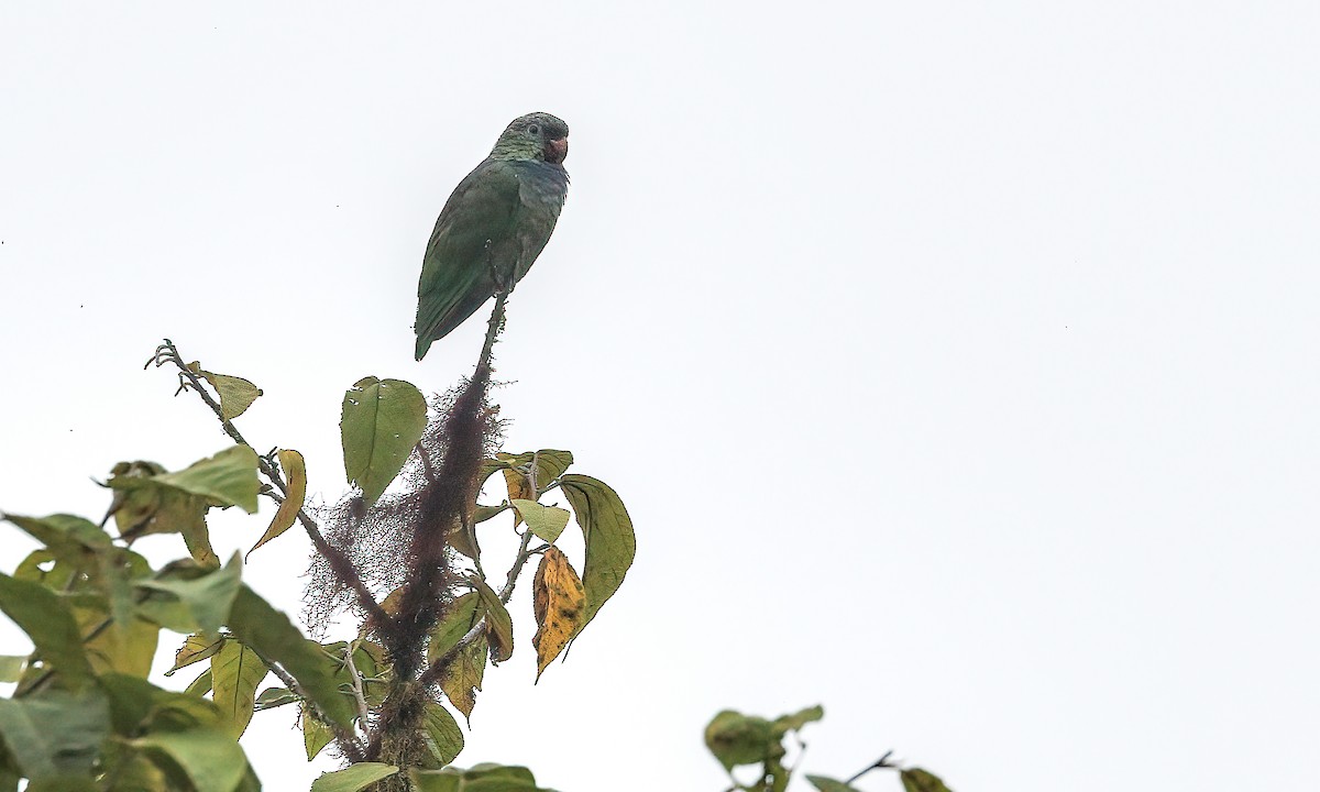 Red-billed Parrot - ML217213701
