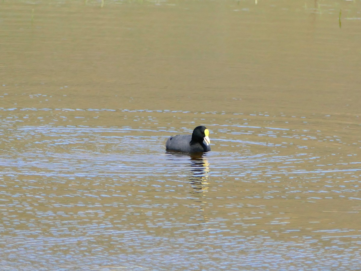 White-winged Coot - ML217216661