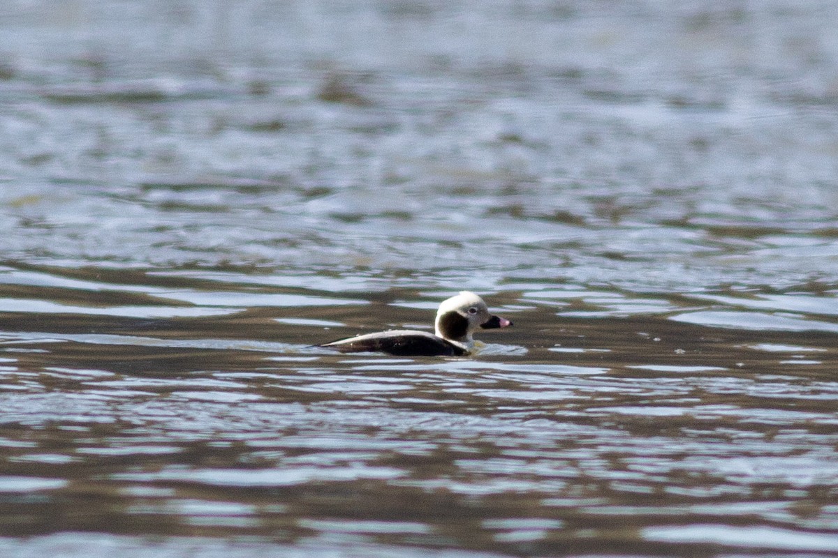 Long-tailed Duck - ML217218771