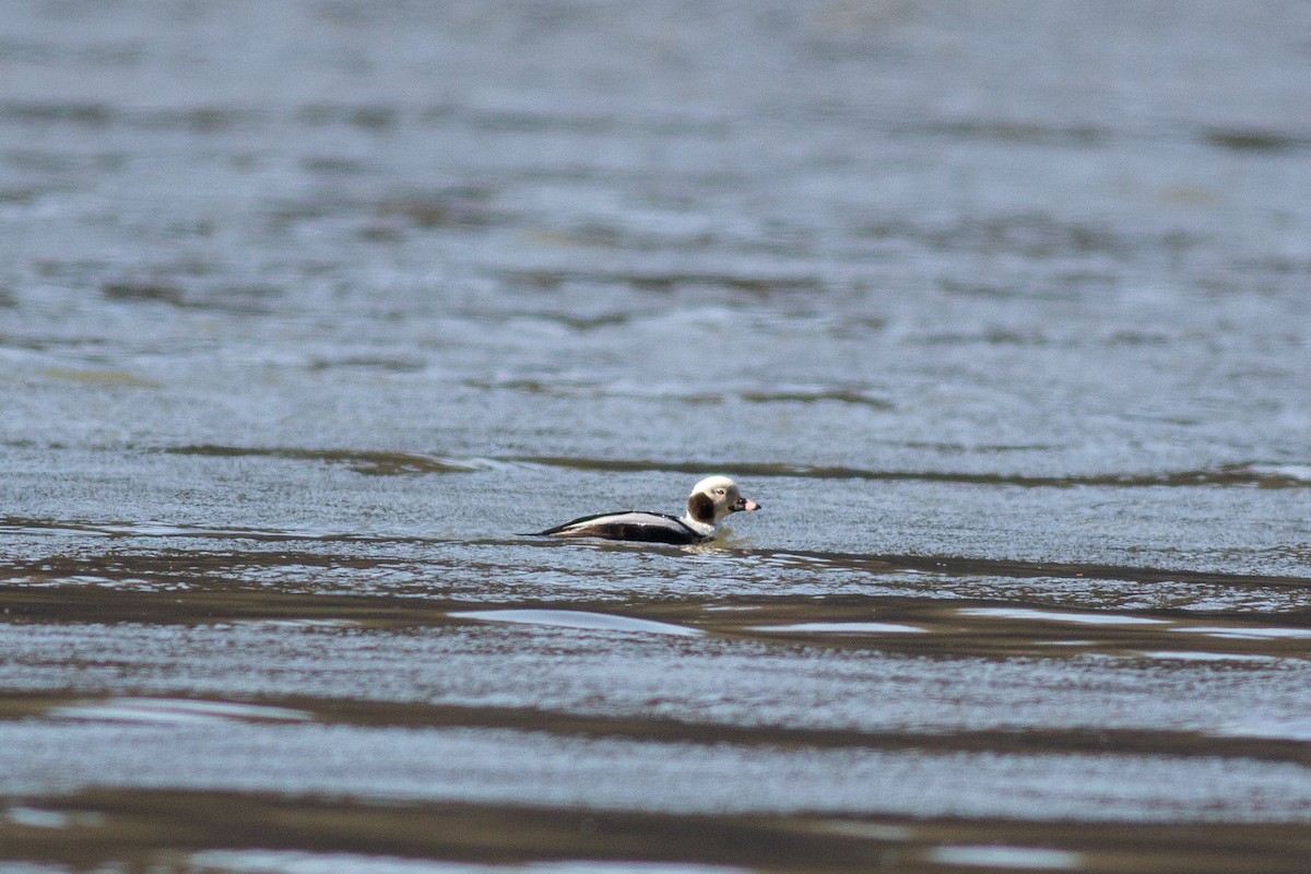 Long-tailed Duck - ML217218851