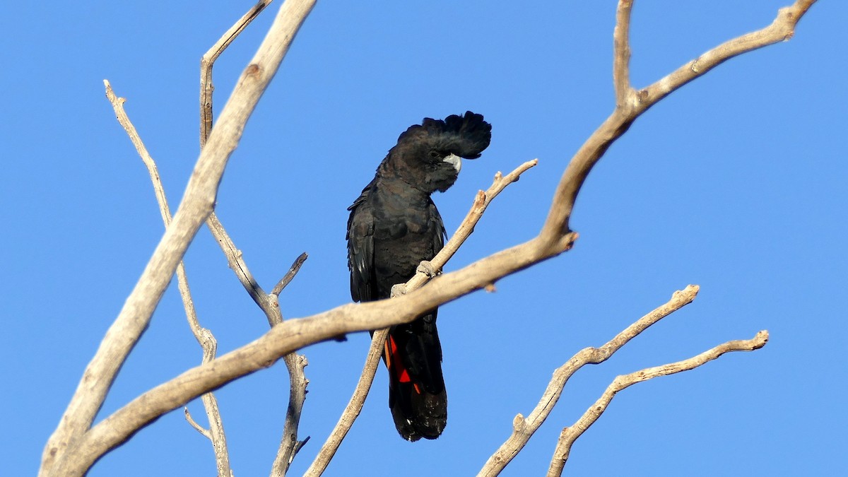Red-tailed Black-Cockatoo - ML217220591