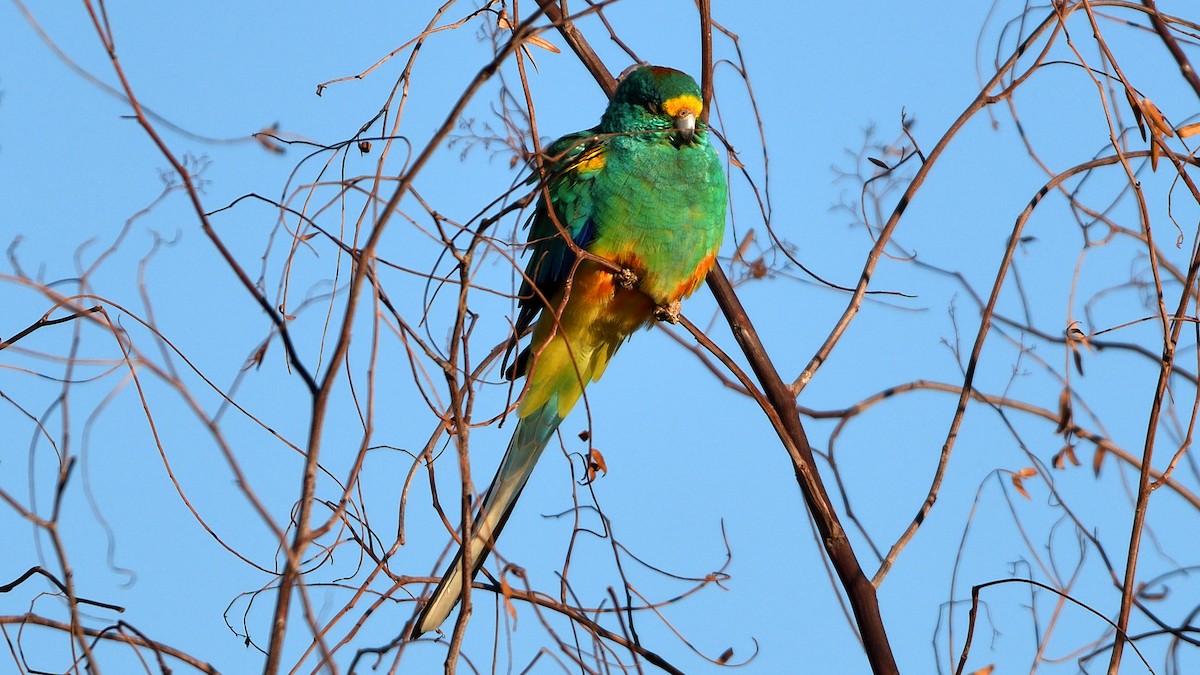 Разноцветный попугайчик - ML217221251