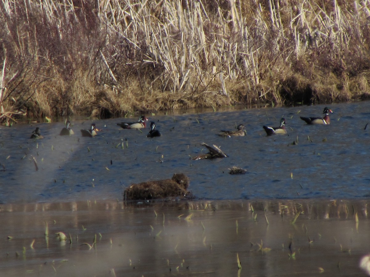 Vermont eBird Checklist 22 Mar 2020 Danby Pond Danby (56 acres