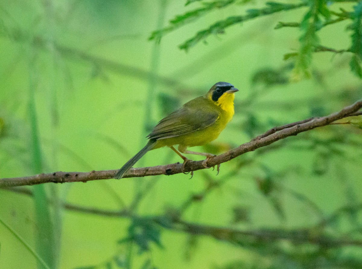 masked yellowthroat sp. - Anderson  Sandro