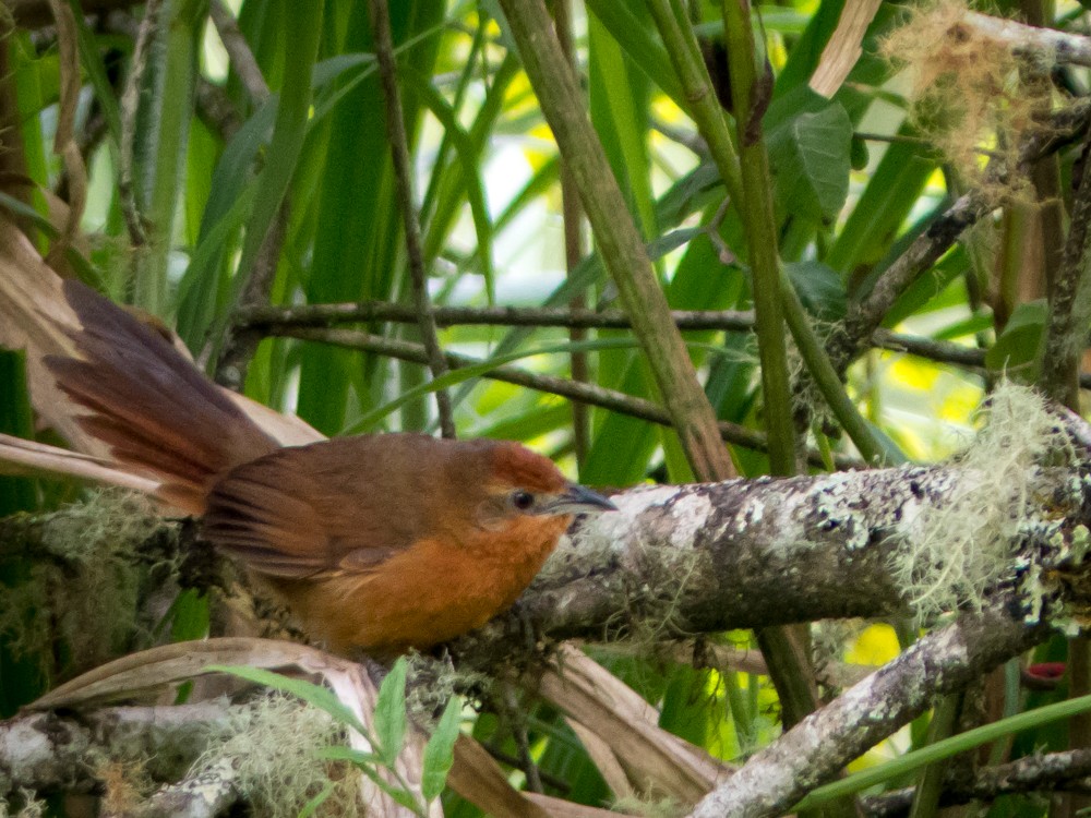 Orange-breasted Thornbird - Eden Fontes