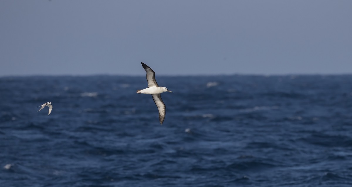 Indian Yellow-nosed Albatross - ML217225631