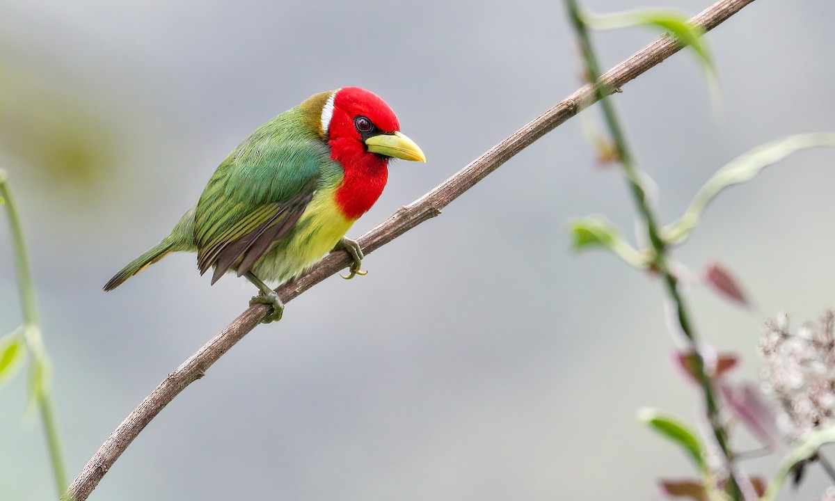 Red-headed Barbet - Cesar Ponce