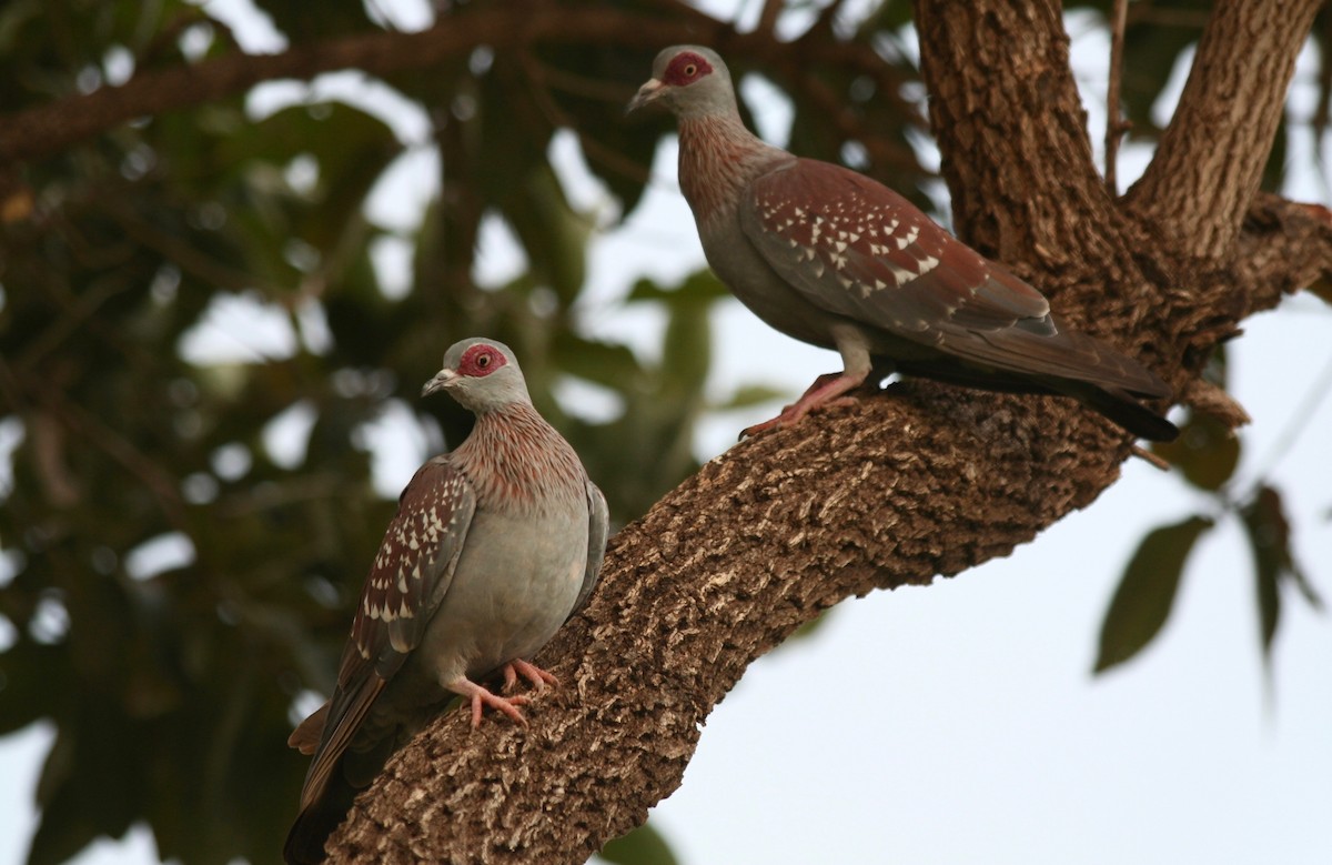 Speckled Pigeon - Anabel&Geoff Harries