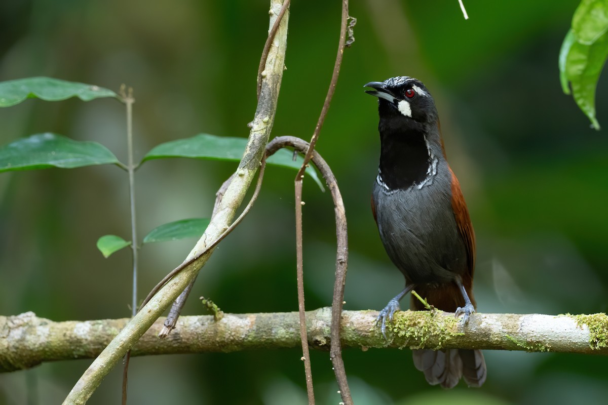 Black-throated Babbler - Phil Chaon
