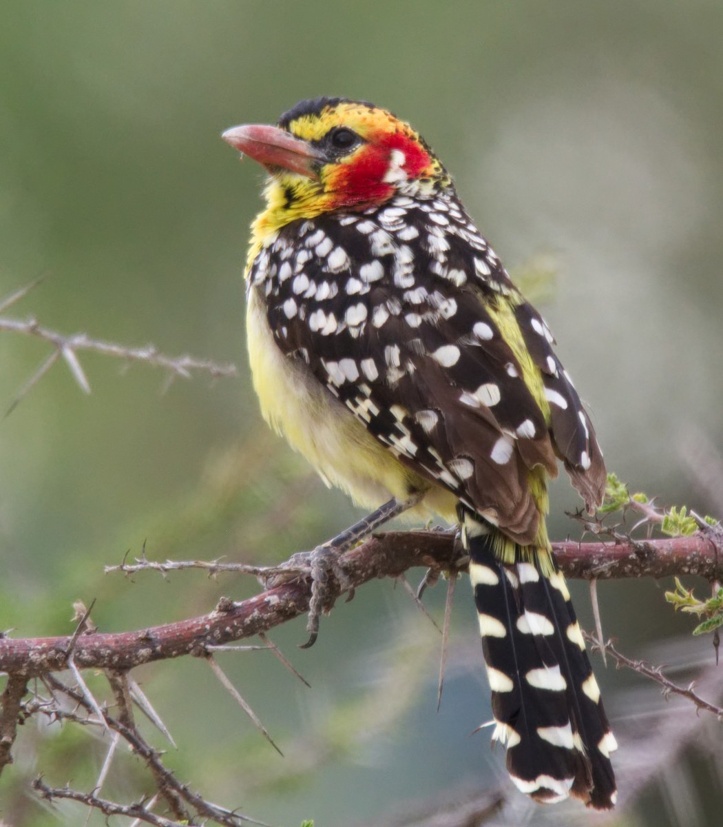 Red-and-yellow Barbet - Forrest Rowland