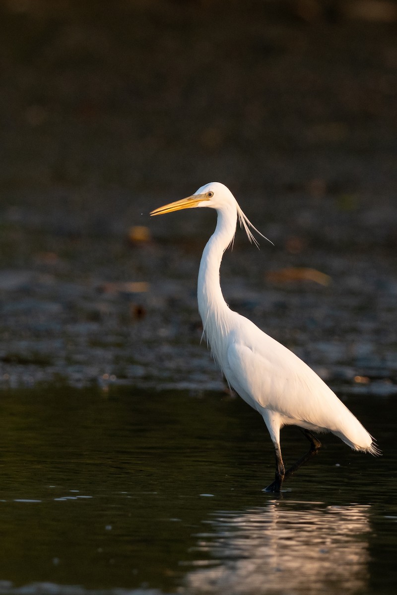 Chinese Egret - Phil Chaon