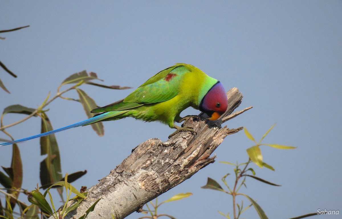 Plum-headed Parakeet - Sahana M