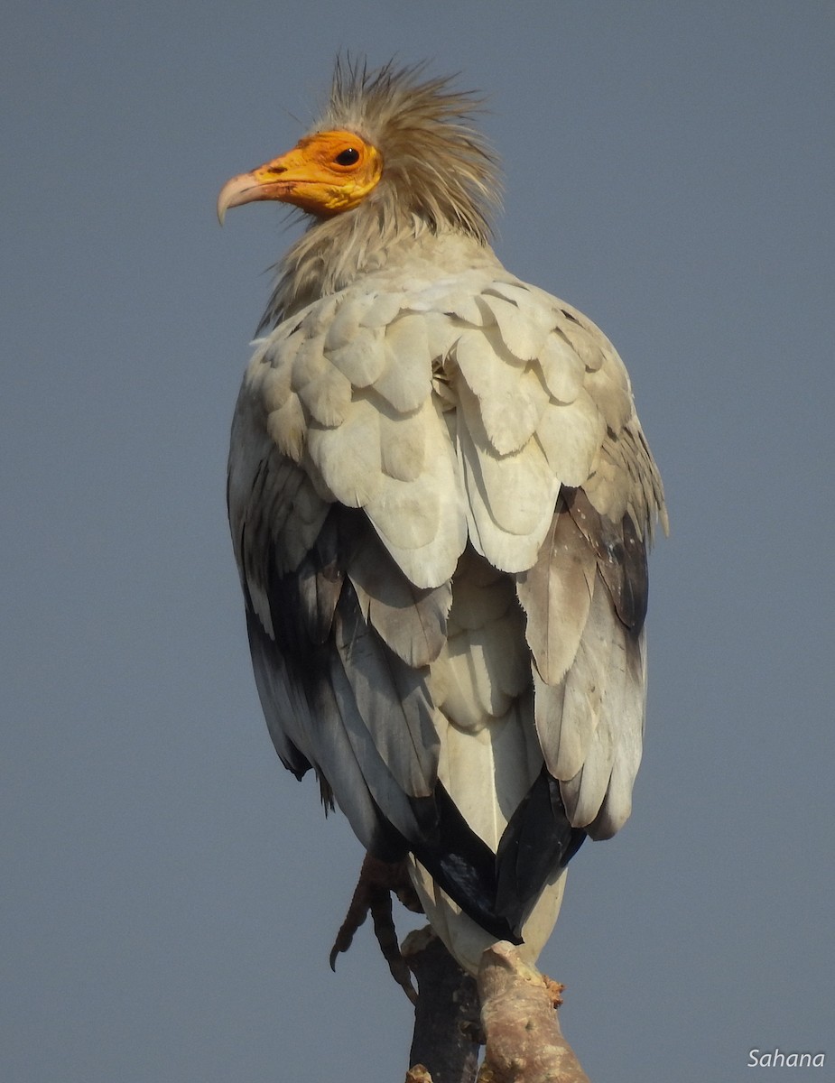 Egyptian Vulture - Sahana M