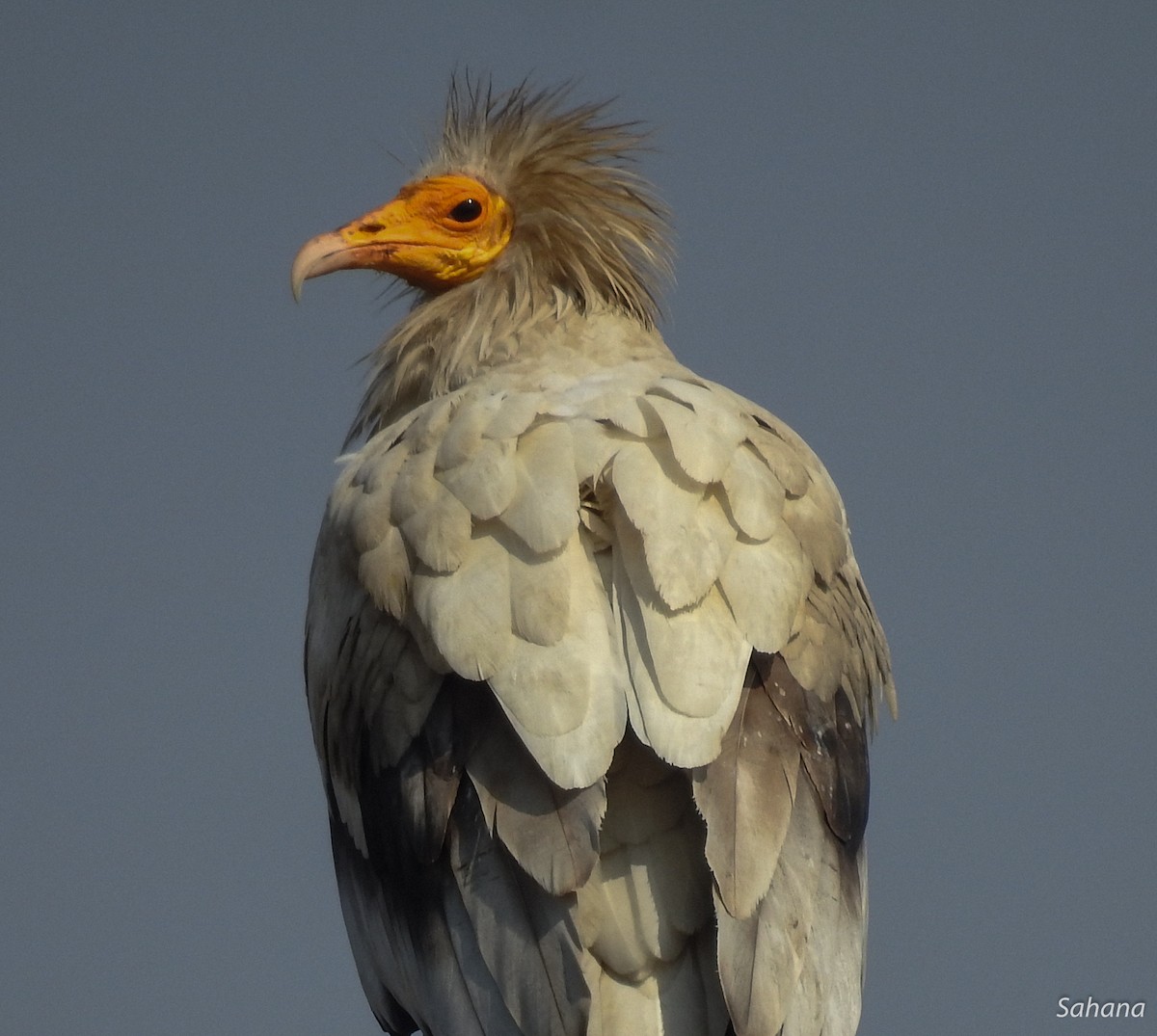 Egyptian Vulture - ML217235541
