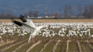 Snow Goose, ML217237021