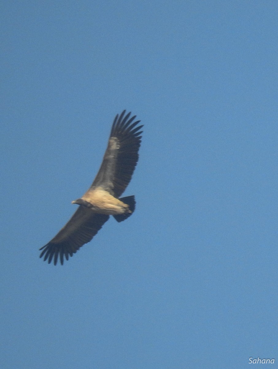 Indian Vulture - ML217239091
