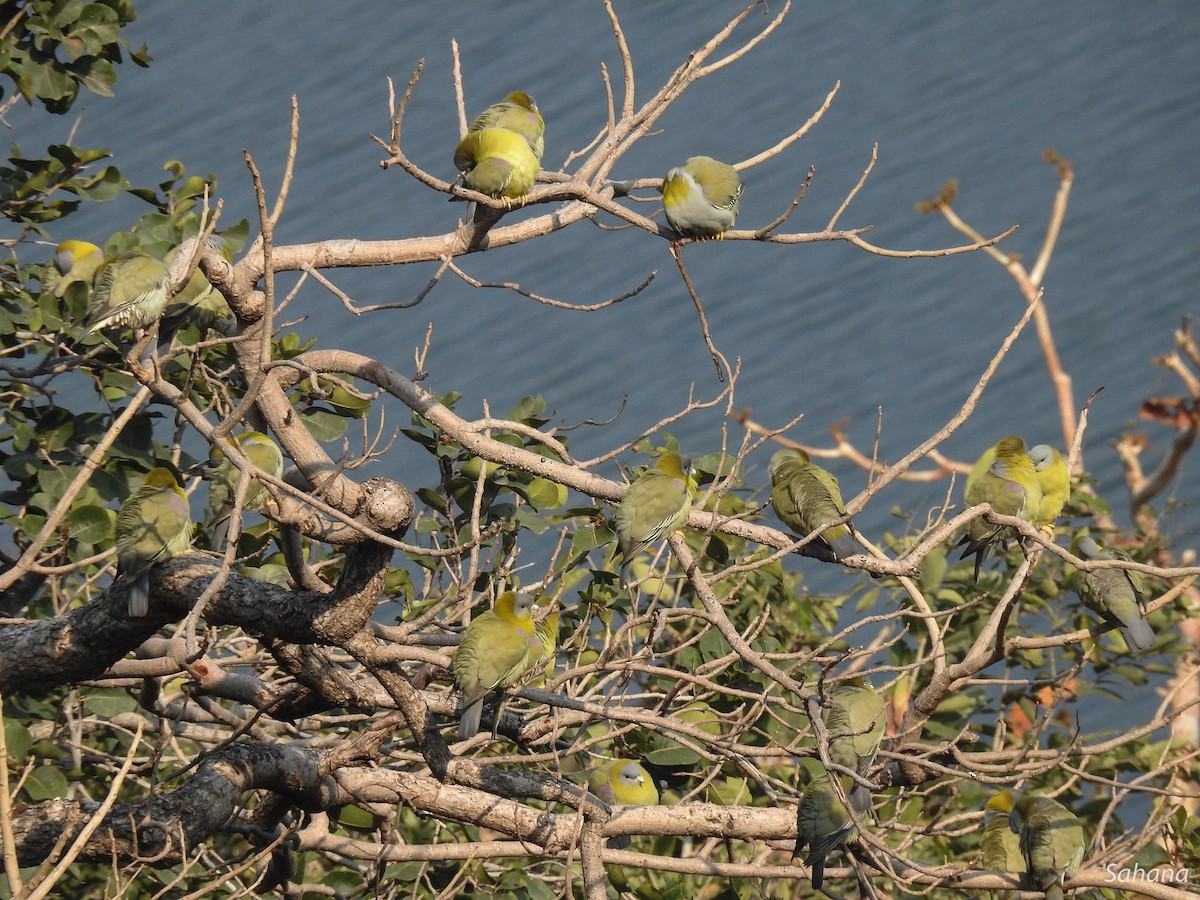 Yellow-footed Green-Pigeon - Sahana M