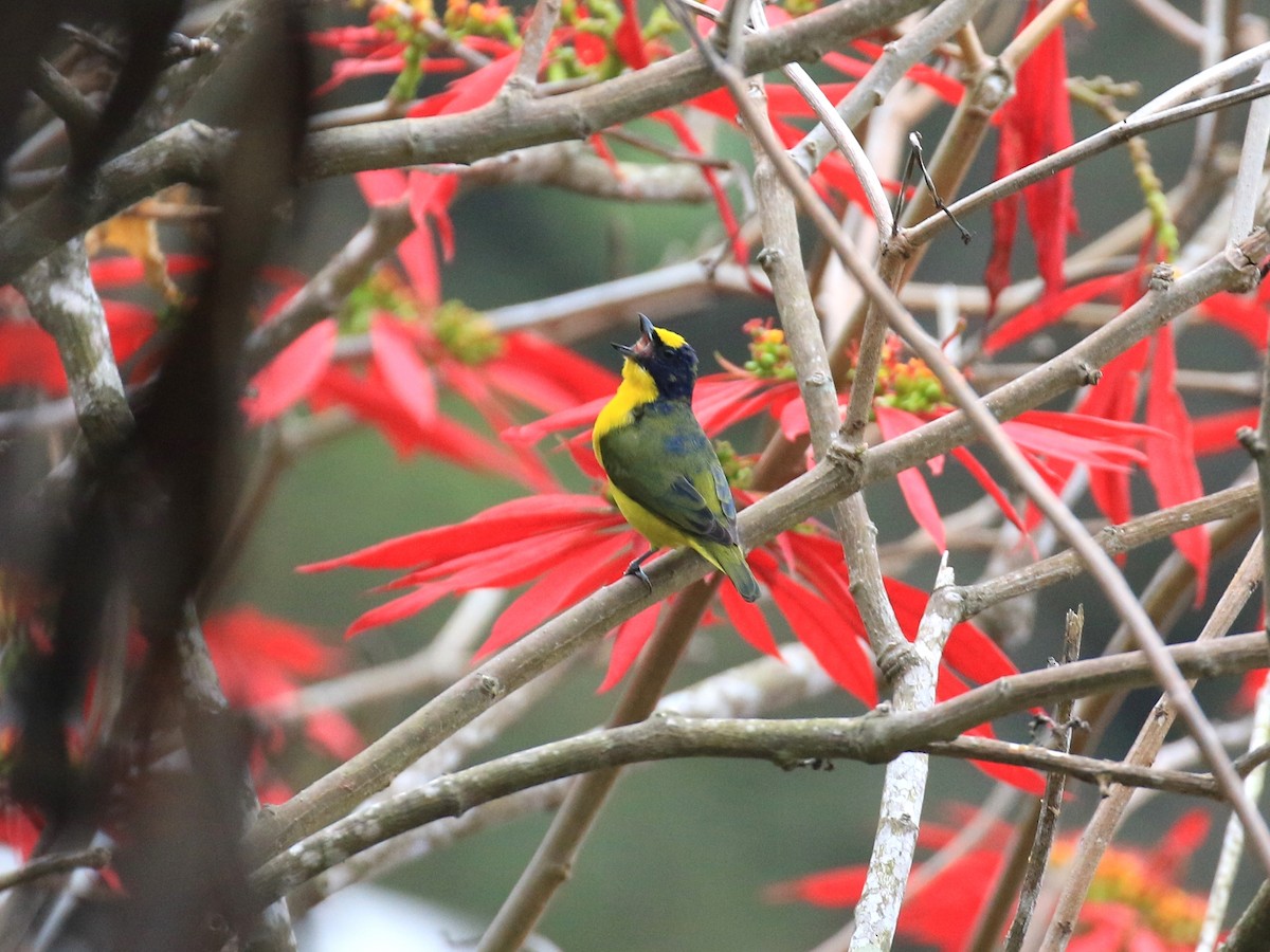 Thick-billed Euphonia - Denis Tétreault