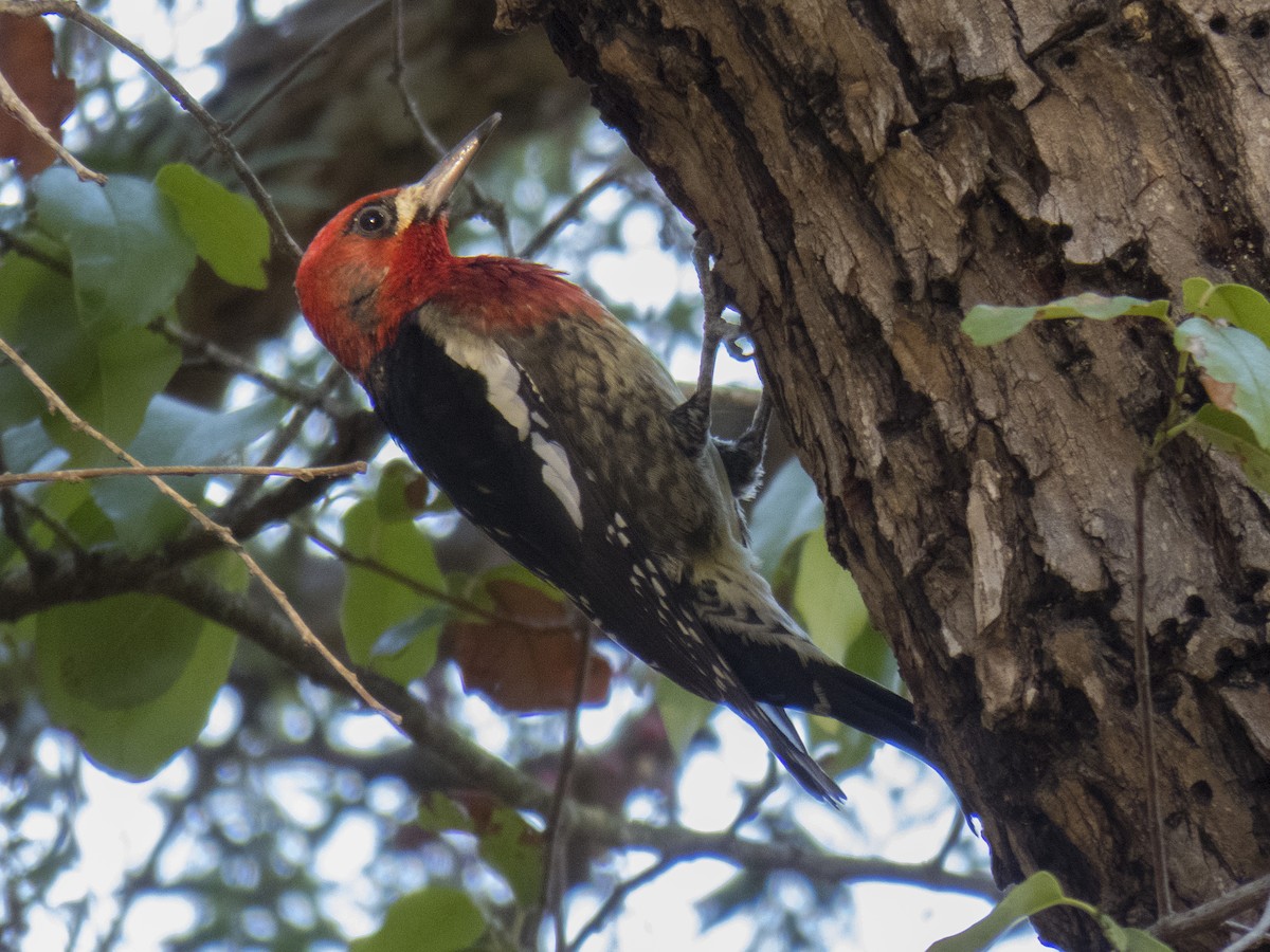 Red-breasted Sapsucker - ML21724411