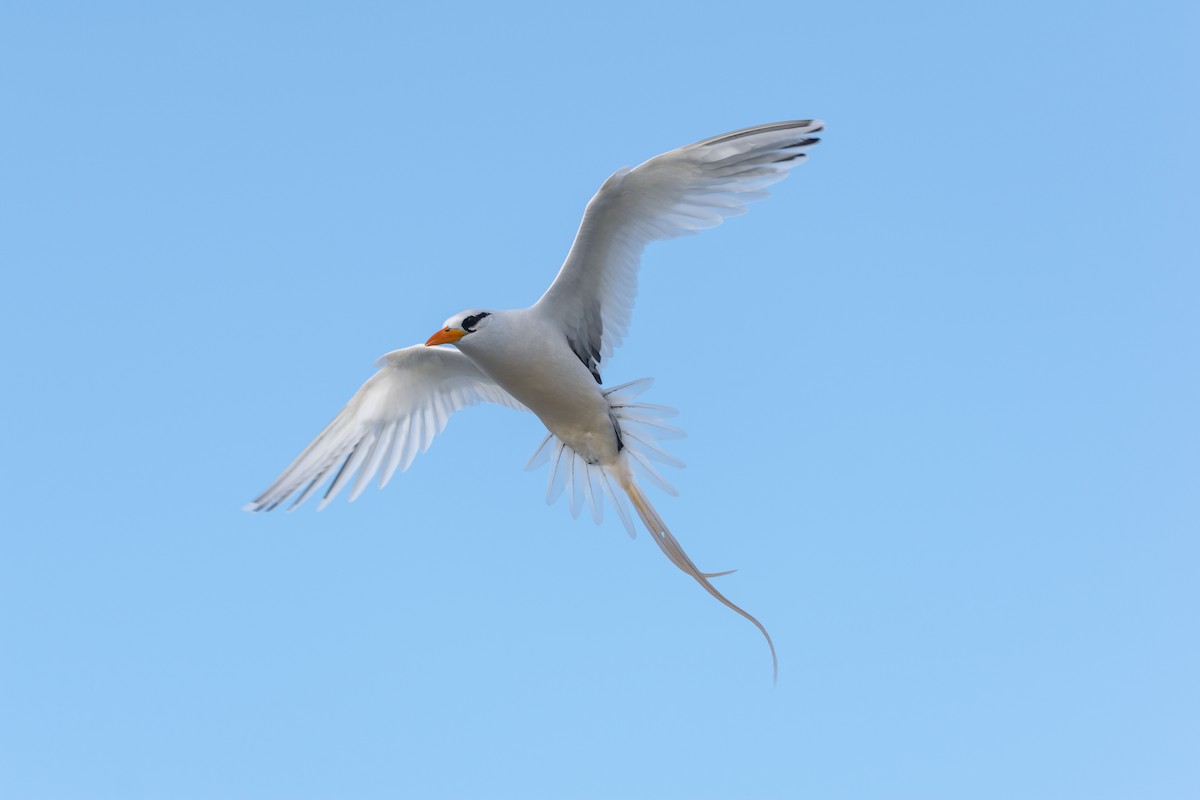 White-tailed Tropicbird - LeShun Smith