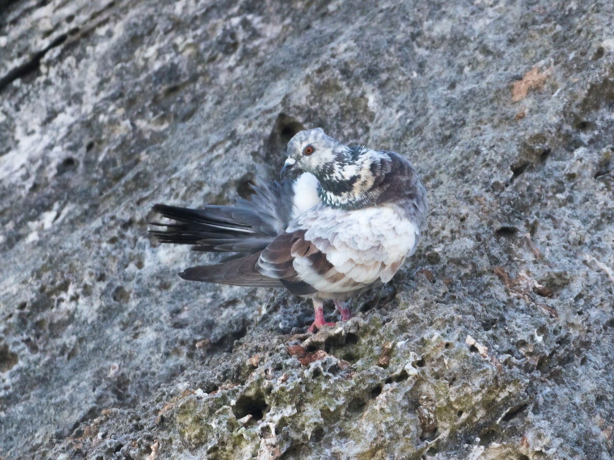 Rock Pigeon (Feral Pigeon) - LeShun Smith