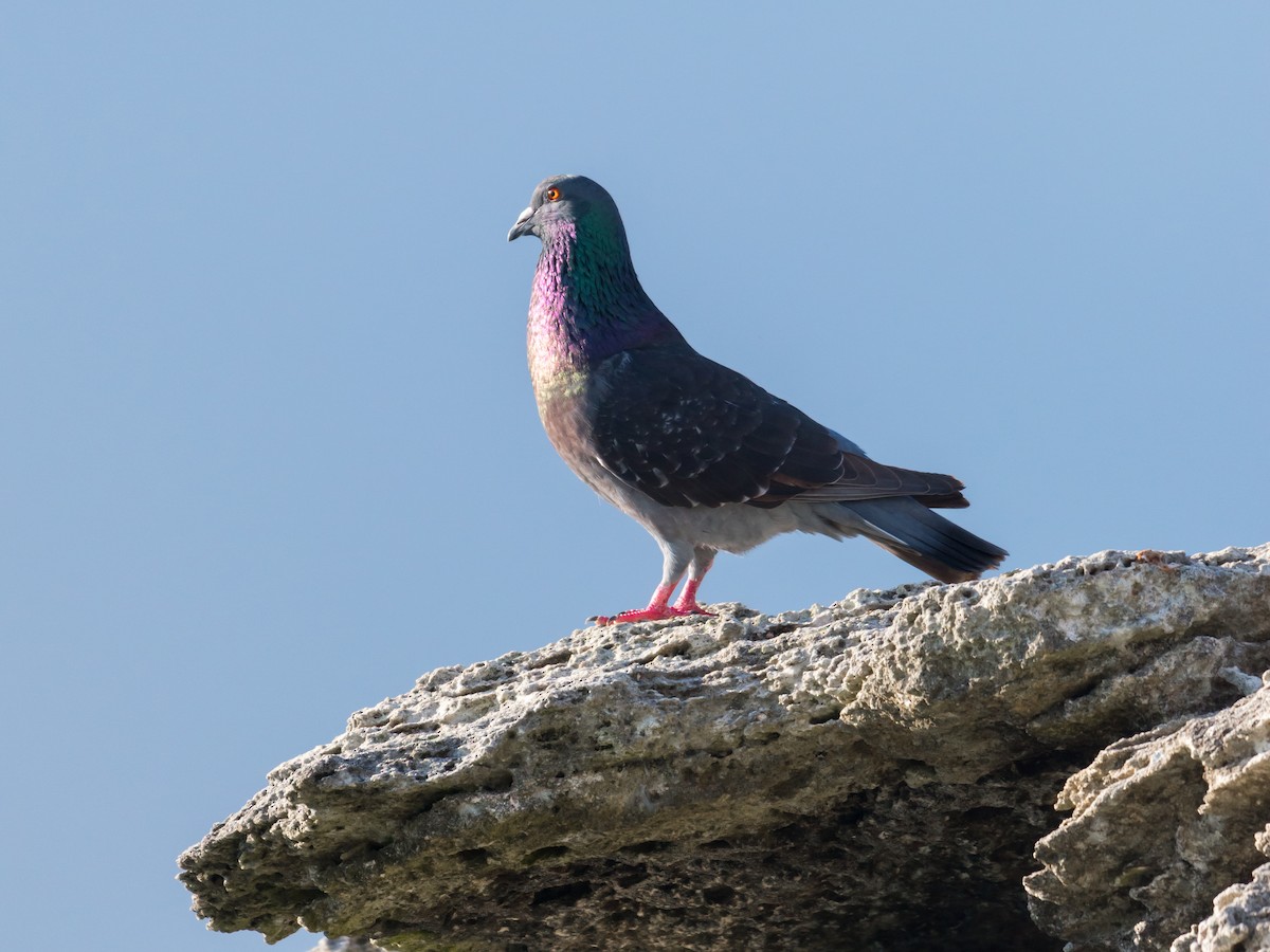 Rock Pigeon (Feral Pigeon) - ML217244611